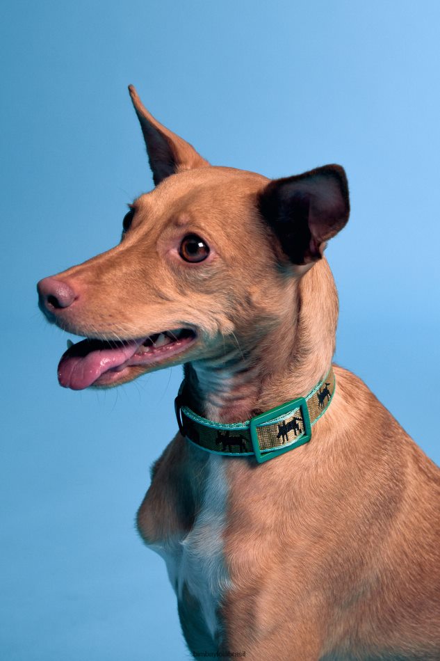 acessórios Bimba Y Lola coleira de animal de estimação logotipo cáqui P28JFH968