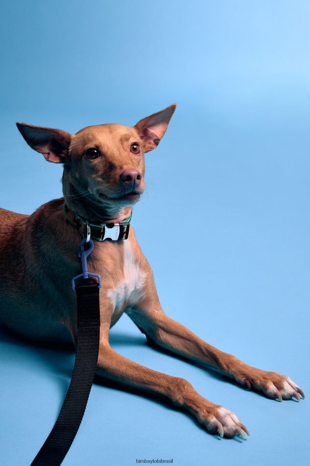 acessórios Bimba Y Lola coleira de animal de estimação logotipo preto P28JFH973